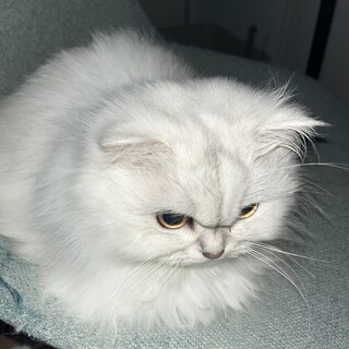 優しい性格のチンチラ猫新しい家族を探しています