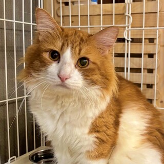 風格のあるイケメン♡長毛茶白の『ギルくん』