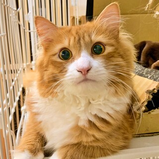 検討中：♡長毛茶白のエルくん♪