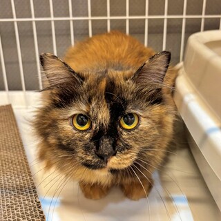 甘えん坊な女の子♡長毛サビの『クリスティーヌ』