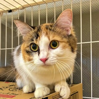 面談中長毛三毛のエリザベスちゃん