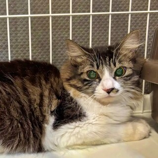 撫でさせてくれる♡長毛キジ白のアナスタシアちゃん♪