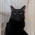 1匹飼い希望の黒猫さん
