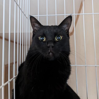1匹飼い希望の黒猫さん