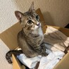 人が大好き！とっても元気な男の子です！ サムネイル5