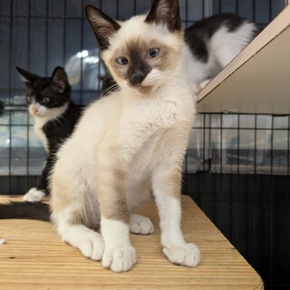 人馴れしたシャムミックス