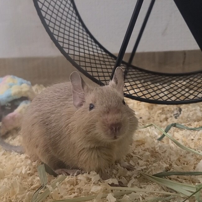 sanae3のカバー写真