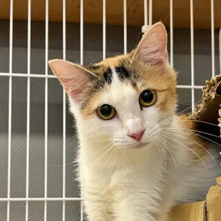 控えめな美人さん♡三毛の『ジョセフィーヌちゃん』