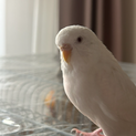 アルビノ、セキセイインコ