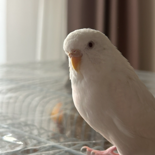 アルビノ、セキセイインコ