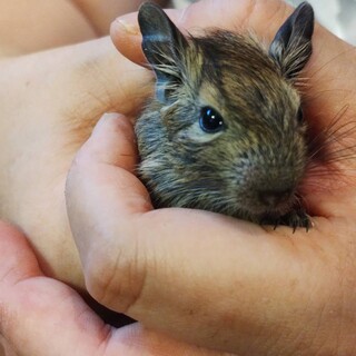 デグー　アグーチカラーの女の子