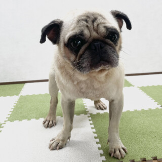 引退パパ・けんたくんの里親様募集中！