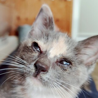 緊急！抱っこも大好き甘えっこビアンカ