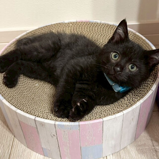 お膝に乗りゴロゴロと甘える★煌（こう）