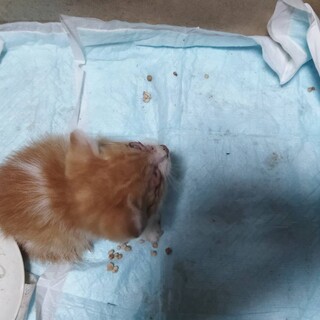 急募　子猫　生後１か月程度　オス