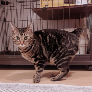 【検討中】猫好き・甘えん坊の女の子