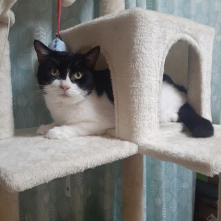 白黒猫のも～にゃん（相模原市生活衛生課）