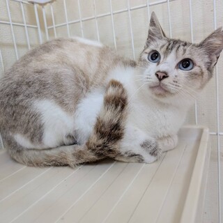 リリース穏やかで大人しい女の子