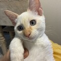 募集一時停止★甘えんぼ★茶シャム　さくらちゃん
