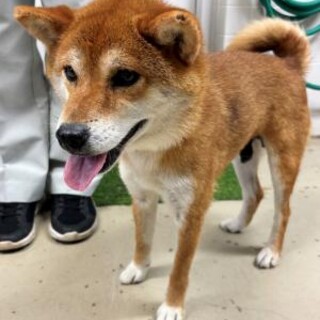 迷子の柴犬 　収容期限7月23日朝迄