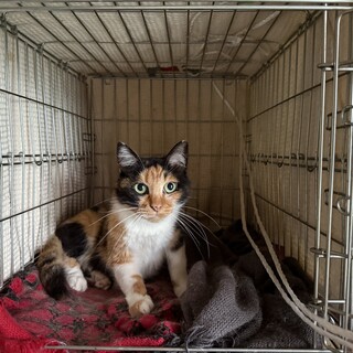 三毛猫どなたか里親になってもらえませんか？