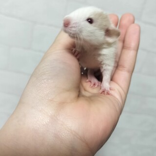 ファンシーラットの里親募集！！