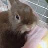 Fin syokora さん