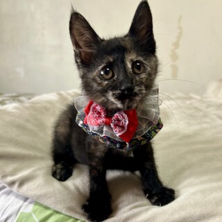 美人姉妹☆甘えん坊のサビ♪リンちゃん