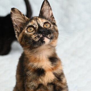 可愛いサビ子猫バンブーちゃん