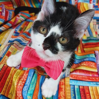 やんちゃなかわいいはちわれ女の子