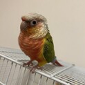 ウロコインコ一時停止