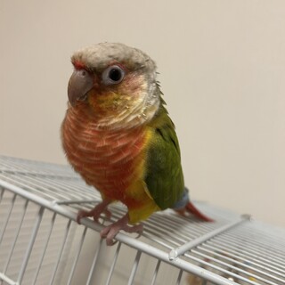 ウロコインコ一時停止