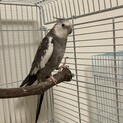 オカメインコ一時停止