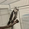 オカメインコ一時停止 サムネイル2