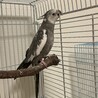 オカメインコ一時停止 サムネイル3