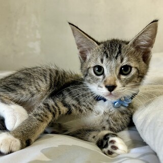 男前で慣れ慣れキジ白♪はやてくん