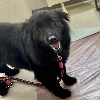 人懐こいもふもふ雑種のなあきゅちゃん