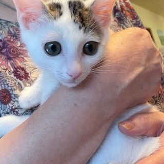 元気満点☆サバ白ヘアーポイント！（リン君）