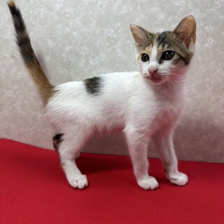 人に慣れ、犬に慣れ、猫に慣れ！慣れ猫❤墨花