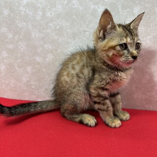 ❤凛が部屋にいるだけで！平凡な時間が至福の時間に！