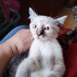 四郎・おひざ大好きでよく膝で寝ます・