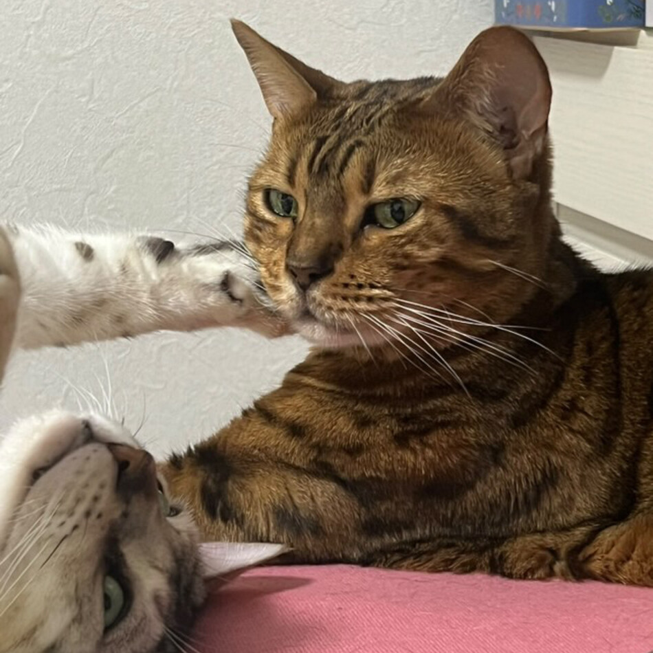 カガリのカバー写真