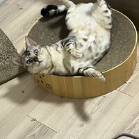 キラ