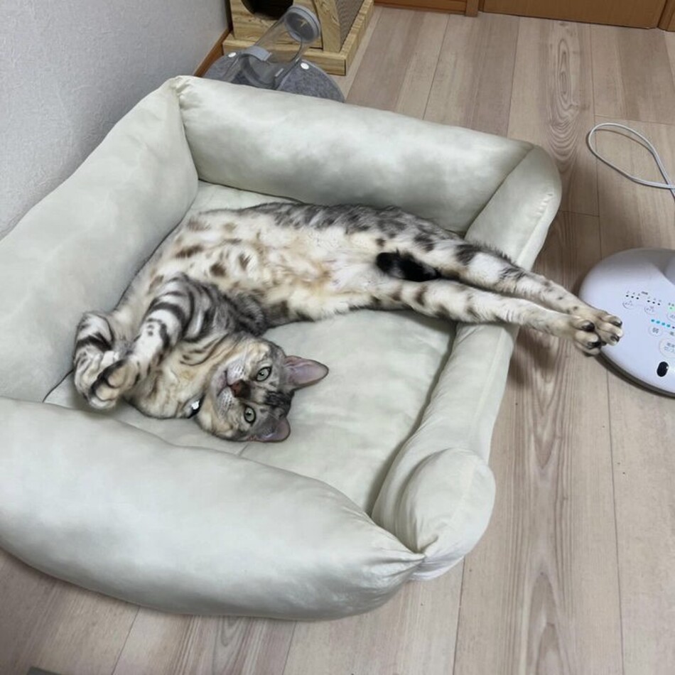 キラのカバー写真