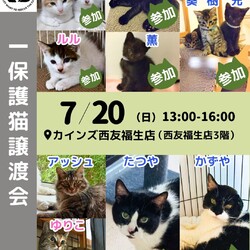 にゃんサポあきる野譲渡会inカインズ福生店 サムネイル1