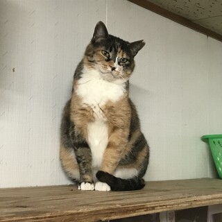 三毛猫　かぶきちゃん
