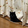 とても甘えたな黒猫（オス） サムネイル4