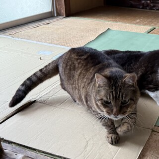 とにかく人間大好きビック君！くっつき虫です！