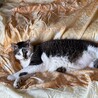 寂しがり屋の飛び丸君！ サムネイル2