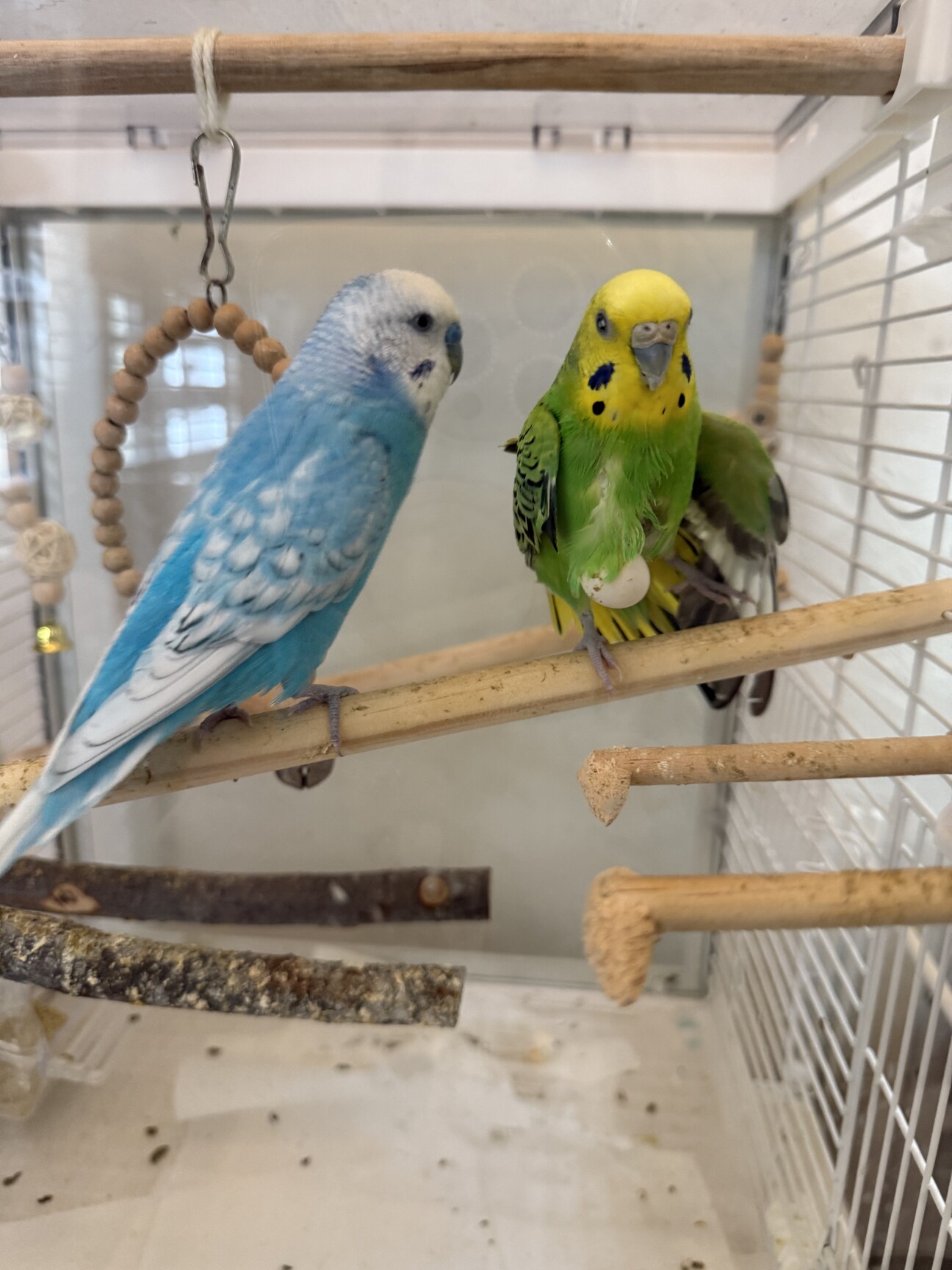 手乗りセキセイインコペア」東京都 - 鳥の里親募集(520850) 1枚目の